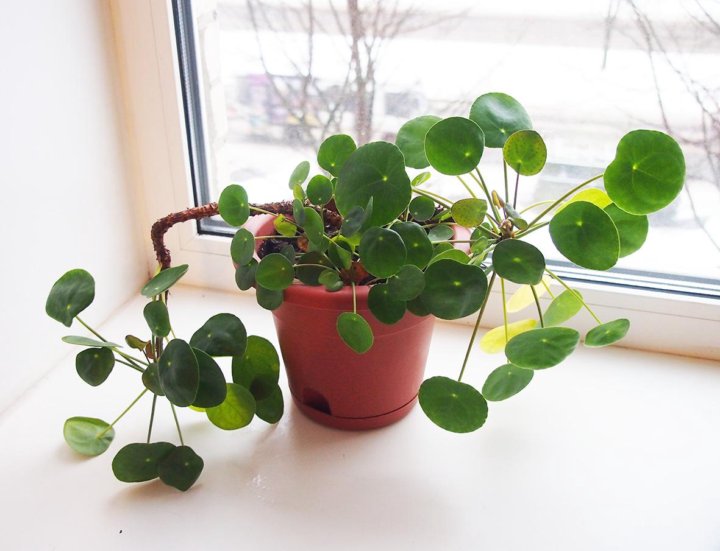 Пилея peperomioides