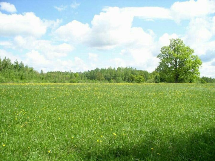 Земельные участки станица. Гультяи Пустошкинского района. Village Нововеличковская. Купить. Земельный. Участок. В. Пскове. Купить участок в деревне родапсковско области.