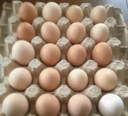 Купить инкубационное яйцо кучинской. Яйцо Адлерской серебристой. Кучинская Юбилейная яйцо. Яйцо Адлерских кур. Инкубационное яйцо Адлерская серебристая коробка.