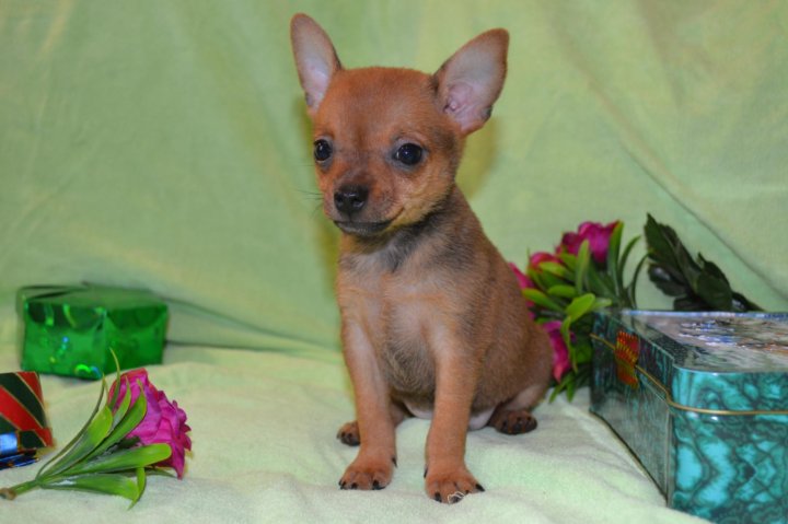 Той терьер тверь. Русский той в тверь. Великобританский той терьер. Русский той в тверь. Той терьер мальчик взрослый.