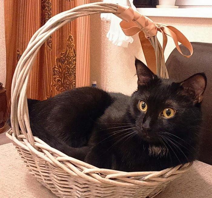 Черная кошка в доме хорошо. Черный домашний кот. Черный котик домашний. Черные коты в доме. Чёрная кошка в доме.