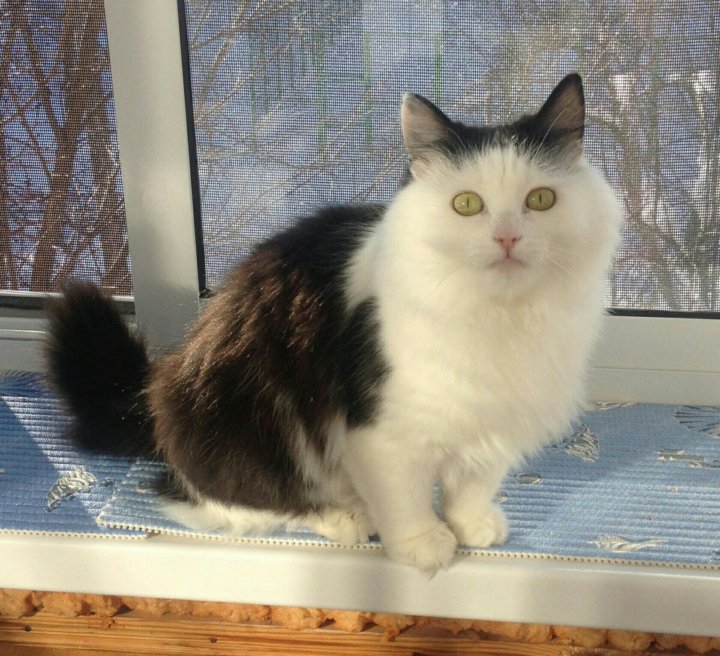 Кошки димитровград
