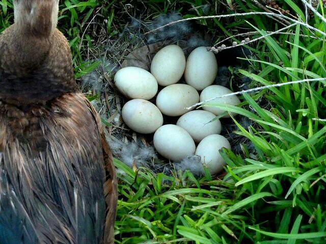 Сколько индоутка сидит на яйцах. Инкубационное яйцо индоутки. Инкубационное яйцо мускусной утки. Индоутка яйца. Индоутка ~ 2кг.