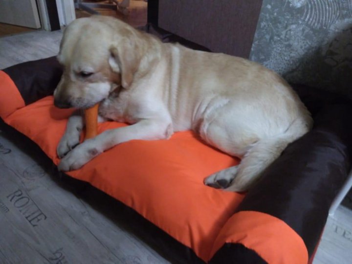 Лежаки и диваны для собак