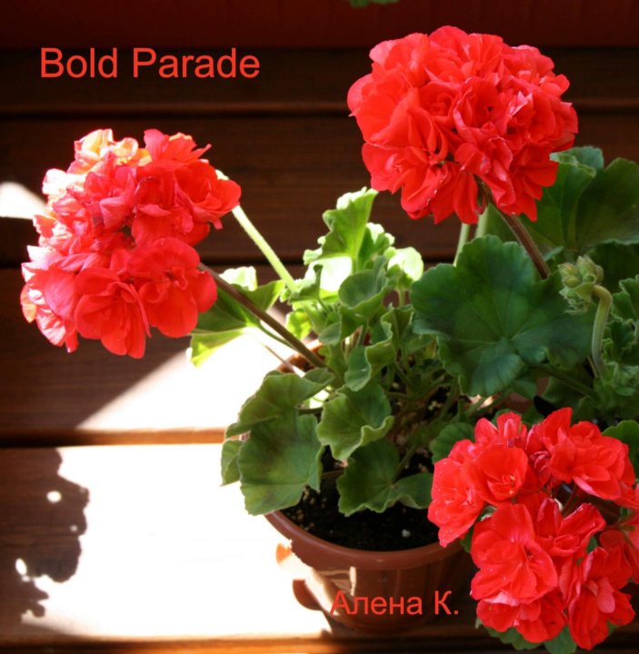 Пеларгония bold parade фото и описание
