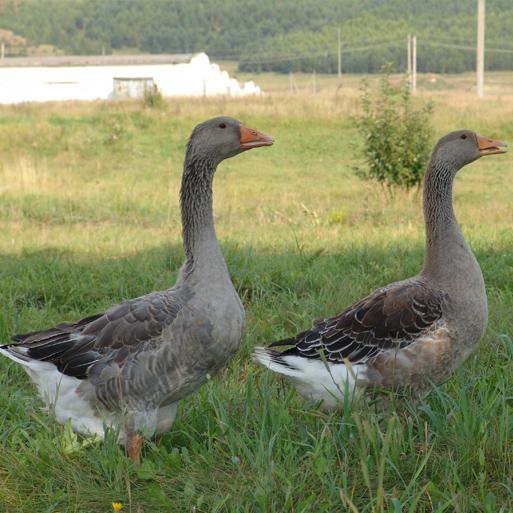 Благоварский холмогор фото