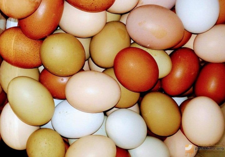 Купить яйцо инкубационное липецкая. Яйца Маран для инкубации. Инкубационные яйца avex. Маран инкубационные яйца LPH. Инкубационное яйцо дикой птицы.