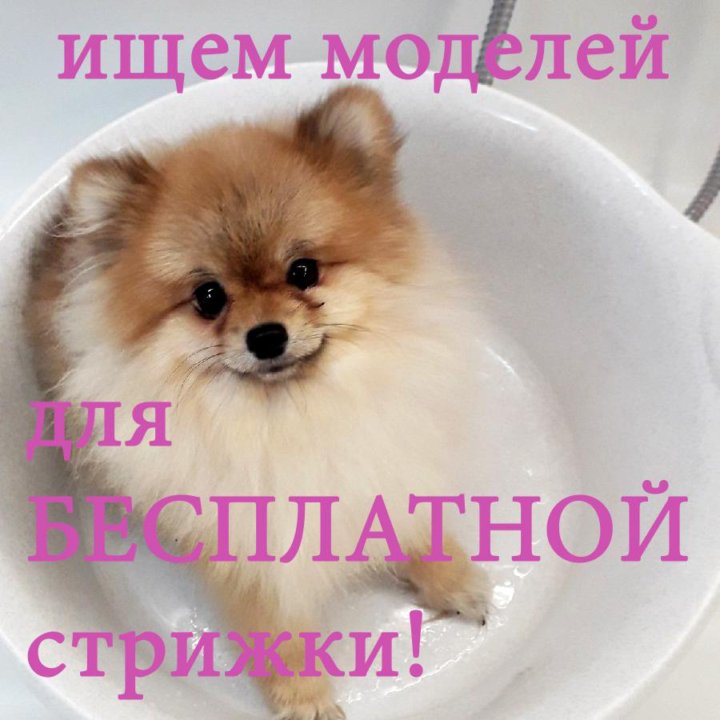 Груминг нижний новгород. Объявление модели на груминг. Требуются модели груминг. Груминг для шпицев Нижний Новгород. Нужна модель собаки.