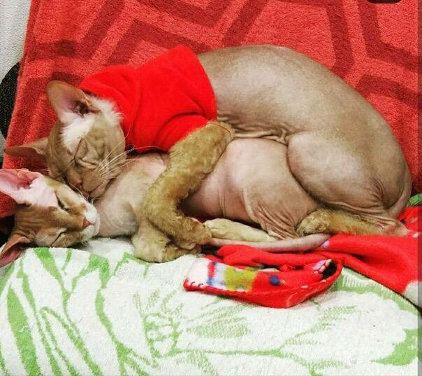 донской корниш рекс. корниш рекс мальчик. брови у лысых котов. чучело лысого кота. помощь сфинксам и корнишам.