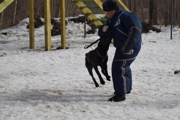 Дрессировка собак тюмень