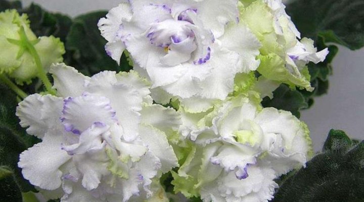 Фиалка зеленая лагуна фото Неактивно