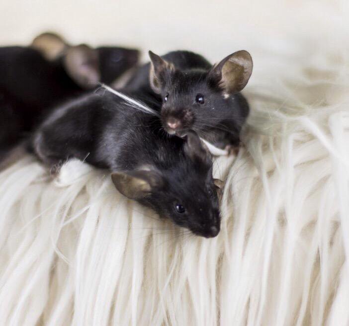 Мыши москва. Черная мышь декоративная. Сатиновые мышки черные. Черный мышонок. Черные мышки декоративные домашние.
