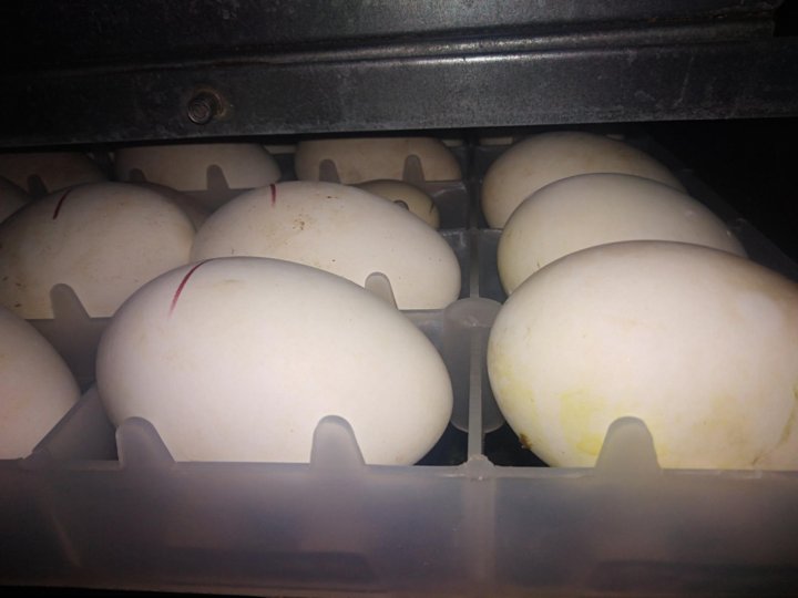 Купить инкубационное яйцо в орле