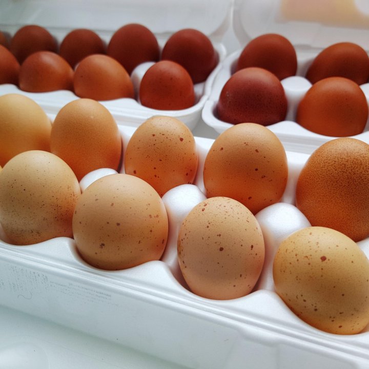 Яйца Маранов фото. Яйцо Марана фото. Яйцо марала как выглядит. Таблица цвета яиц Марана купить.