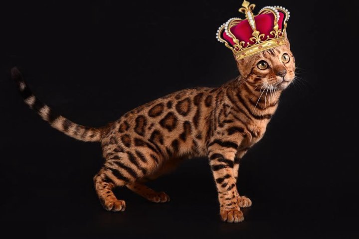 Кошка которая выглядит как леопард Неактивно