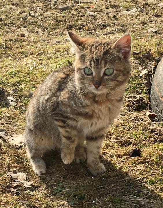 Кошка Дворняжка Фото