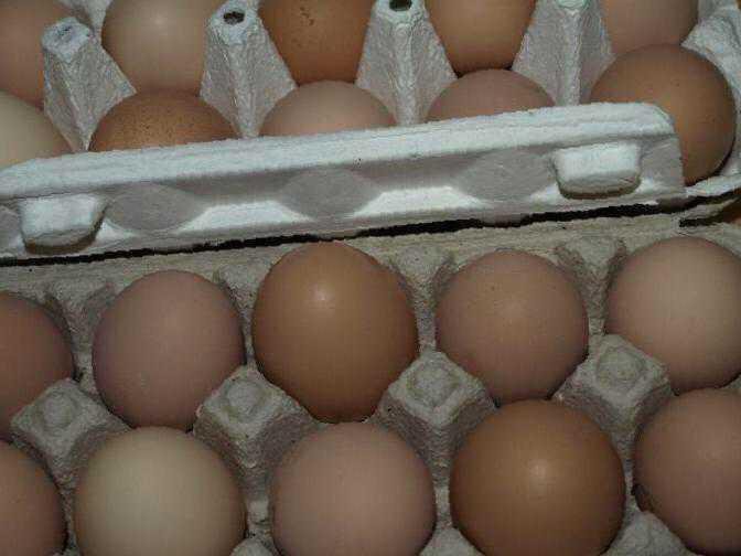 Яйцо тульское купить. Яйцо инкубационное Брама. Брама светлая яйцо. Яйцо Брама инкубационное микс. Брама цвет яиц.