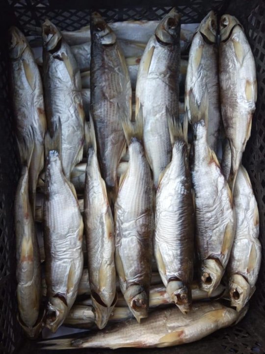 Рыба Шамайка Фото Цена