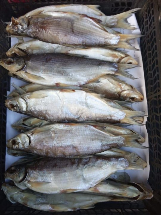 Рыба Шамайка Фото Цена