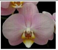 Беби динамит орхидея фото