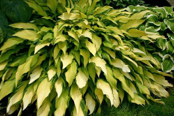 Хоста curly fries. Хоста ананасовая. Хоста pineapple. Хоста pineapple salsa. Хоста кисуджи.