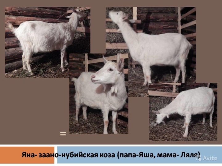 Интернет Магазин Две Козы