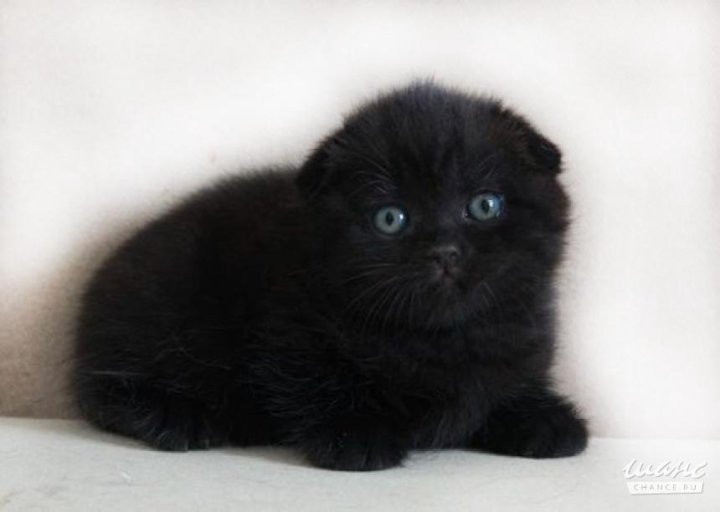 Черный вислоухий кот