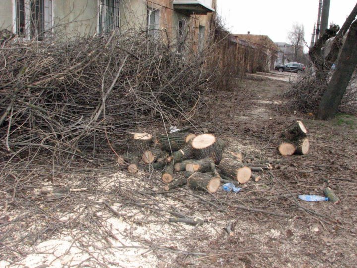 Камаз 75 кубов леса. Люди срубили деревья отвезли на фабрику. Средство для защиты после спиливания деревьев. Санитарная рубка леса. Чунский лпк вывозка леса.