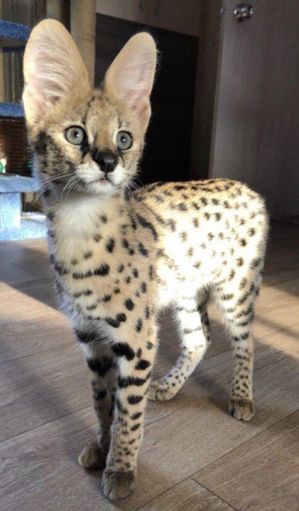 Минуэт (наполеон): фото и видео, описание породы, цены