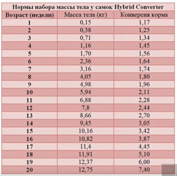 На племя - только лучших. Принципы формирования птичьего стада ВКонтакте