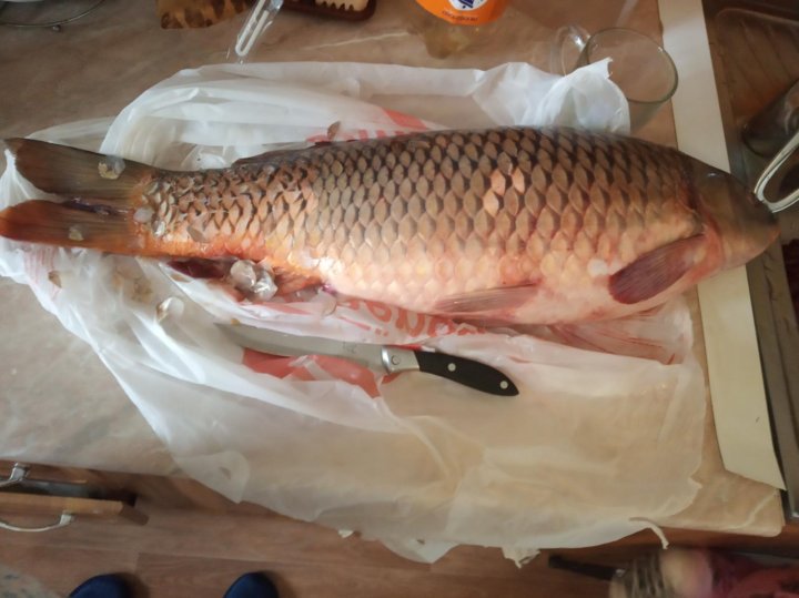 карп кои приготовление. свежемороженая речная рыба. рыба в домашней морозилке. тилапия улов. карп потрошеный.