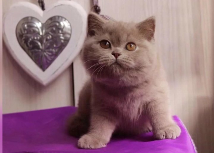 Лиловая Кошка Фото