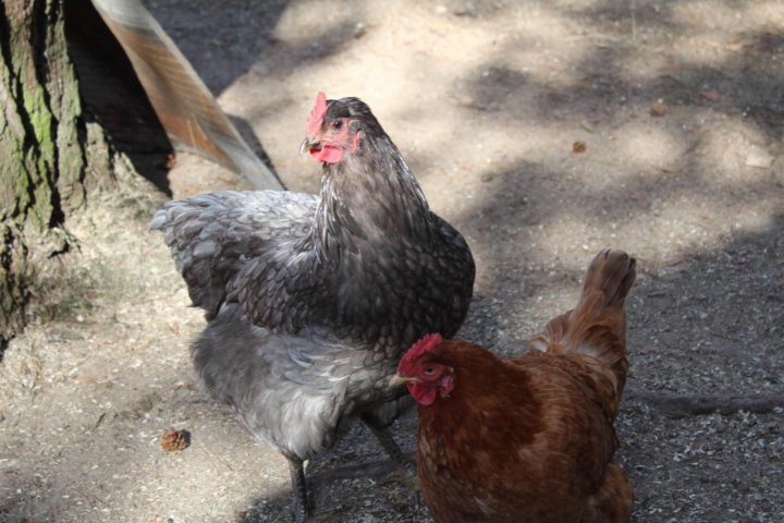 джерсийский гигант авито