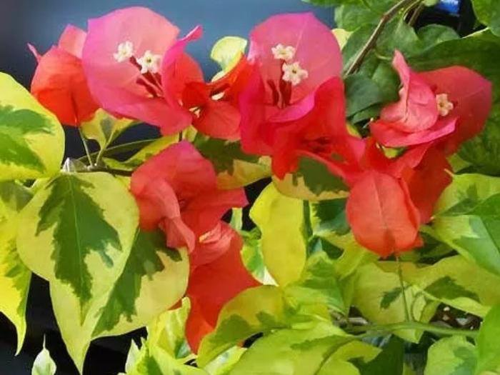 Фото бугенвиллия san diego red variegata
