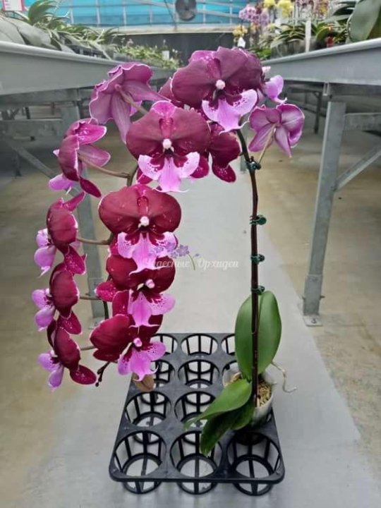 Хот кисс орхидея фото и описание