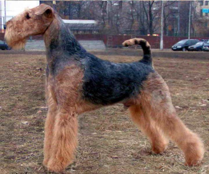 Ласковей собаки, преданней собаки, веселей собаки нету существа... Собака и дети