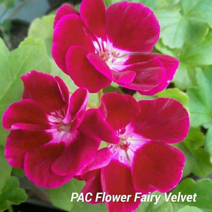 Pac flower fairy velvet пеларгония фото