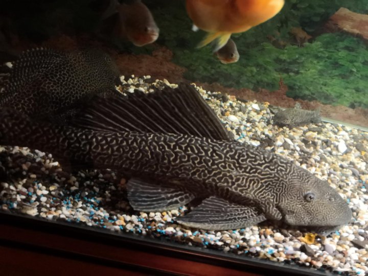 Плекостомус Рыбка Фото – Telegraph