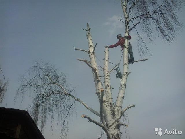 Спил деревьев в нижнем. Дерево Нижний ракурс.