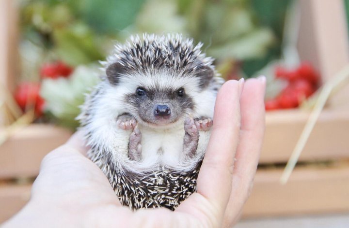 Ежик африканский питомник. Питомник ежей. Ежишко. Питомник ежей. Африканский ёжик купить в спб карликовый.