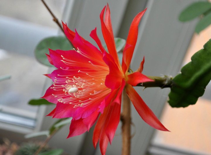 Эпифиллум Фото Цветов