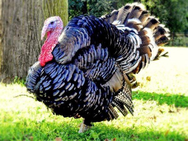 Вермалер, egg and poultry meat, derevnya Yastrebovo, ulitsa Malaya Sloboda, 25 -