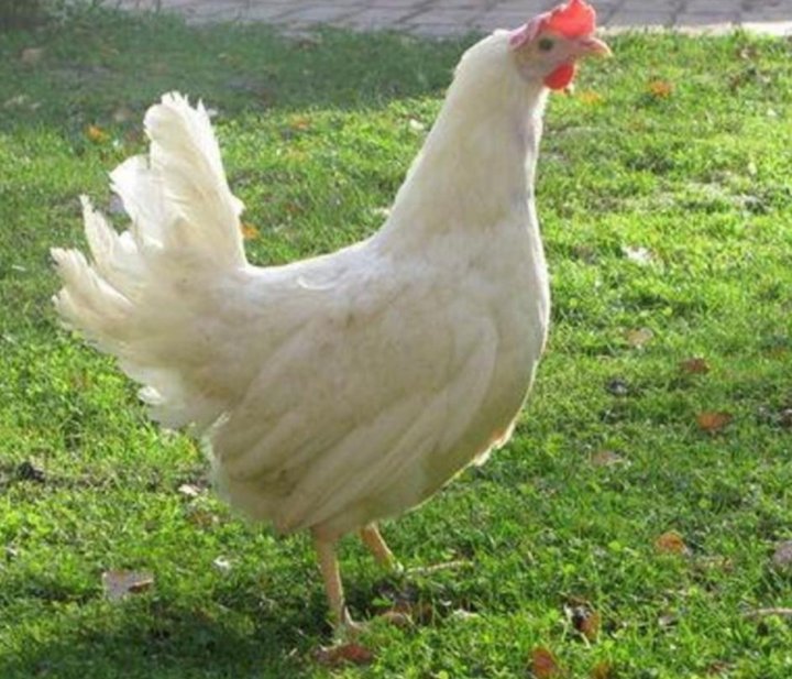 Порода ломан вайт куры. Ломан уайт куры. Ломан вайт порода кур. Куры несушки ломан белый. Несушка ломан уайт.