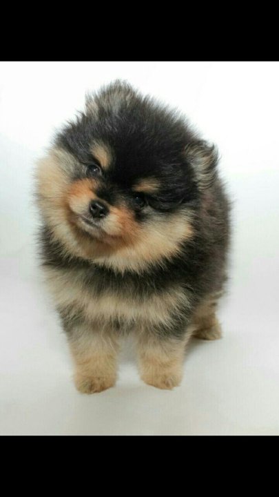 шпиц померанский казань. шпиц померанский казань. щенок шпица казань. щенок шпица казань. шпиц померанский казань.