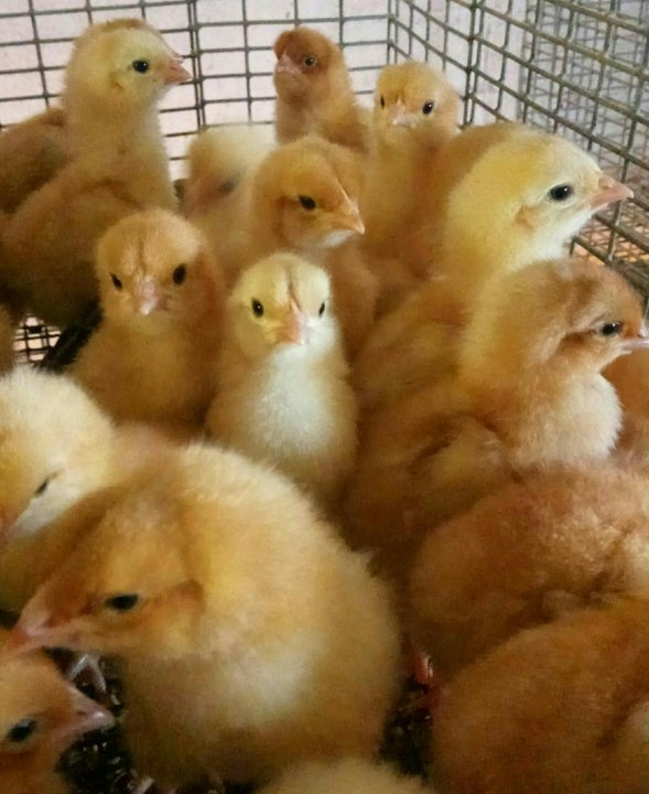 Куры Породы Редбро Характеристика Фото