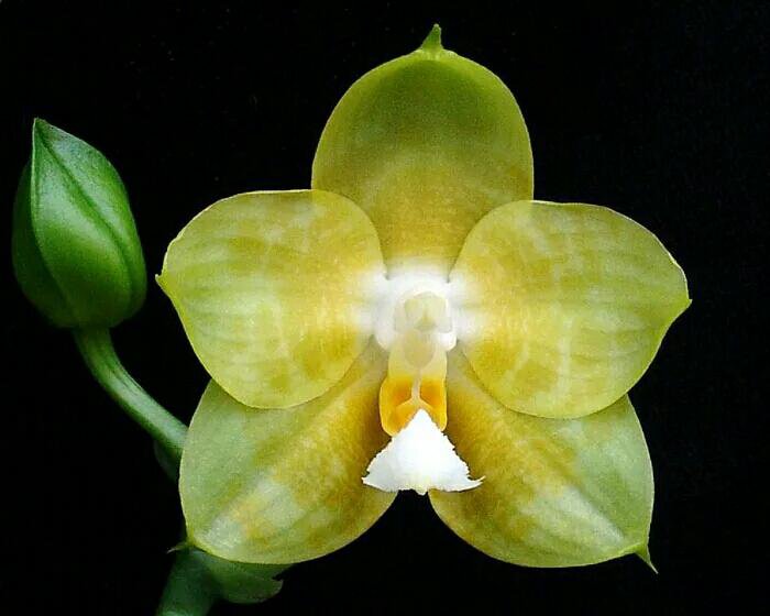 Joy spring. Фаленопсис Joy Spring Canary. Phal. Joy Spring Canary 'Joy'. Phal. Joy Spring Canary Green. Фаленопсис Joy Spring Canary Yaphon.