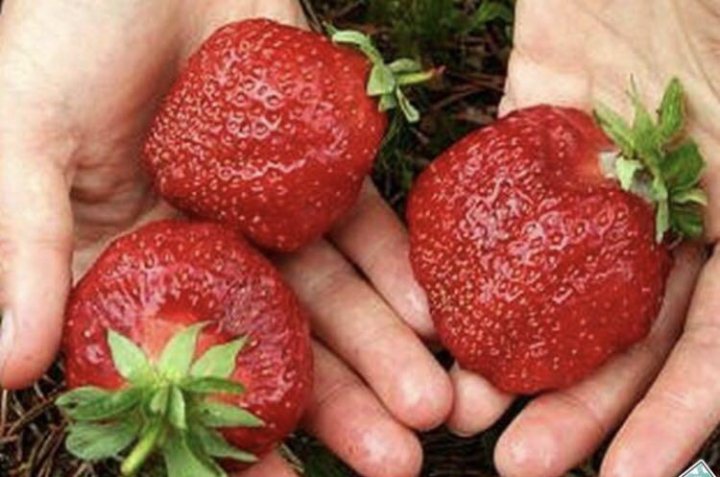 саженцы клубники крупноплодной