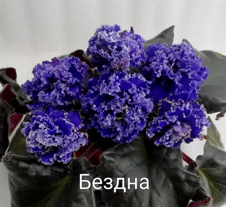 Фиалка питерские львы фото и описание Неактивно