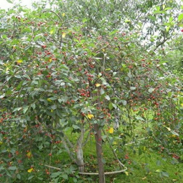 Саженцы вишни окский рубин купить в Москве по цене от 690 рублей