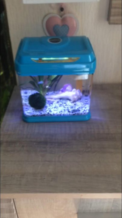 Аквариум четыре лапы. Аквариум Barbus Color Aqua Box. Аквариум Barbus 9 литров. Аквариум Barbus 4 литра. Barbus Aquarium 032 9 литров.